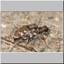 Cicindela hybrida - Duenen-Sandlaufkaefer 11 Sandgrube Niedringhaussee.jpg